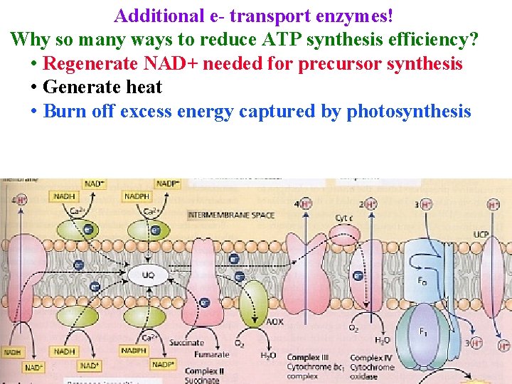 Additional e- transport enzymes! Why so many ways to reduce ATP synthesis efficiency? •