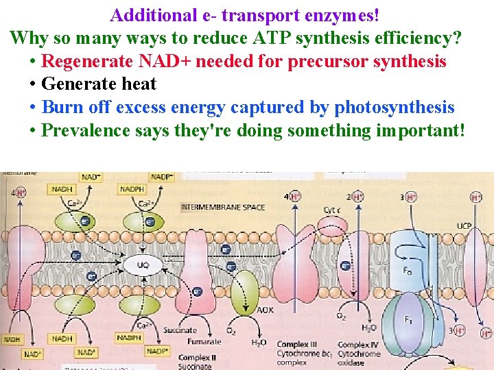 Additional e- transport enzymes! Why so many ways to reduce ATP synthesis efficiency? •