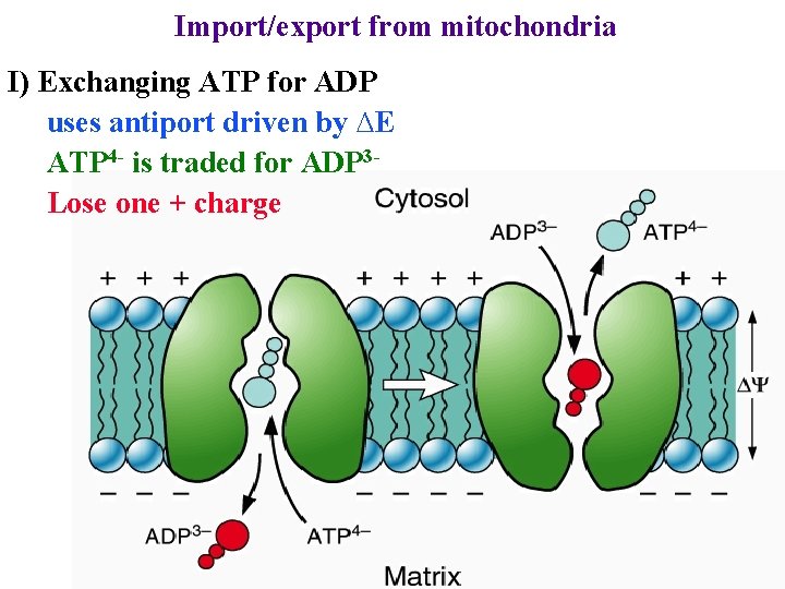 Import/export from mitochondria I) Exchanging ATP for ADP uses antiport driven by ∆E ATP