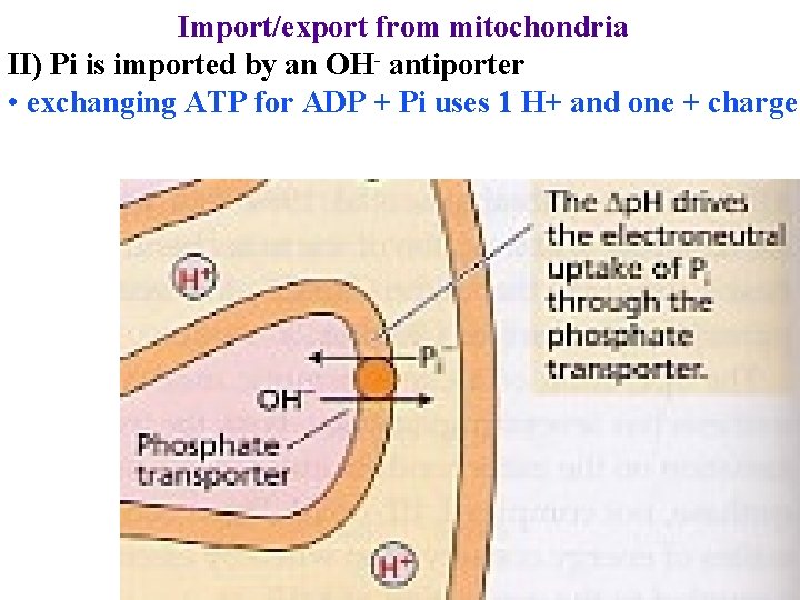Import/export from mitochondria II) Pi is imported by an OH- antiporter • exchanging ATP