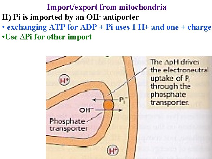 Import/export from mitochondria II) Pi is imported by an OH- antiporter • exchanging ATP