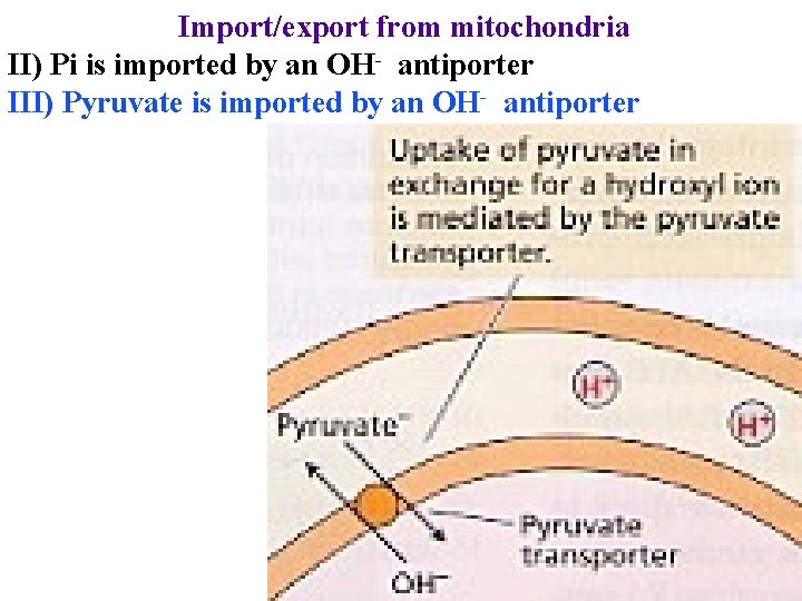 Import/export from mitochondria II) Pi is imported by an OH- antiporter III) Pyruvate is