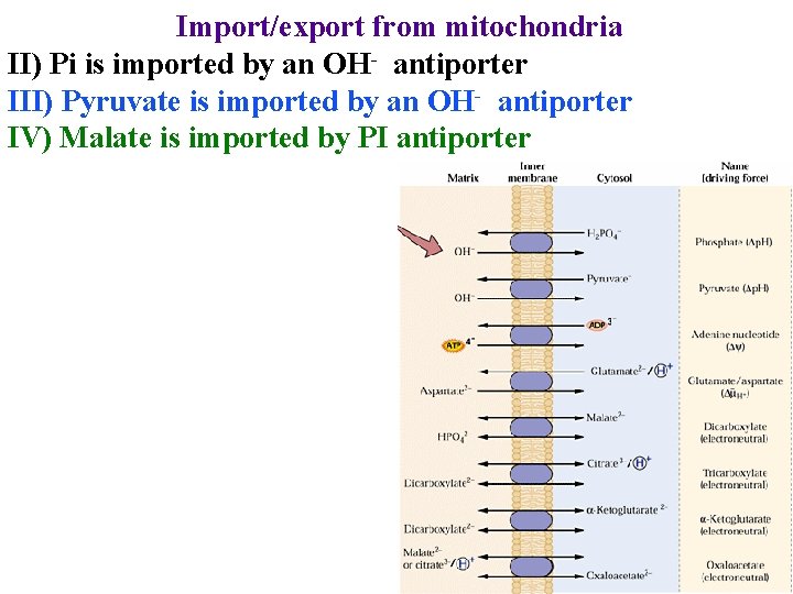 Import/export from mitochondria II) Pi is imported by an OH- antiporter III) Pyruvate is