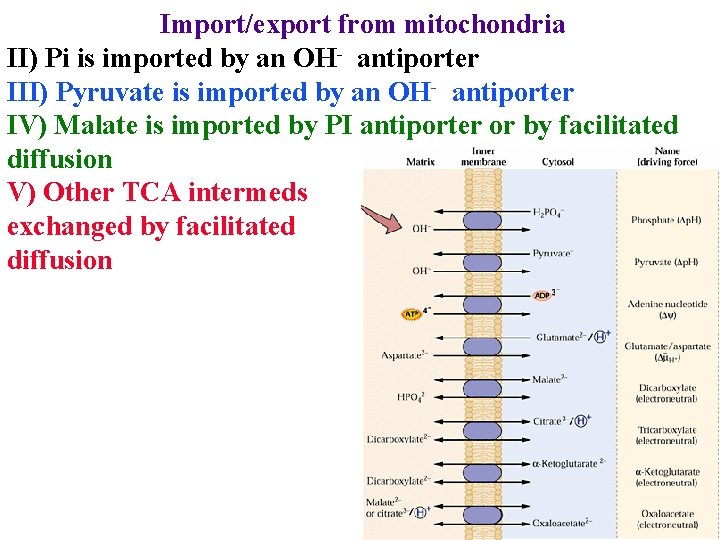 Import/export from mitochondria II) Pi is imported by an OH- antiporter III) Pyruvate is