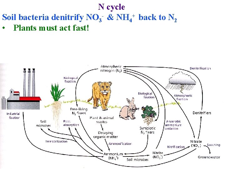 N cycle Soil bacteria denitrify NO 3 - & NH 4+ back to N