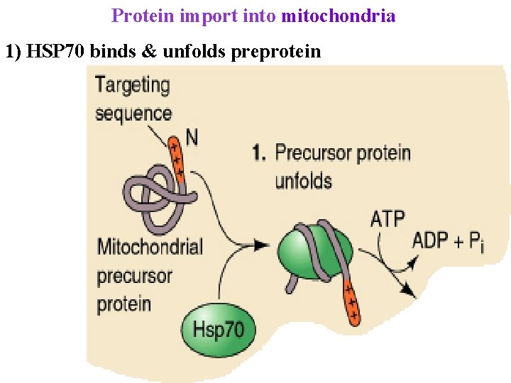 Protein import into mitochondria 1) HSP 70 binds & unfolds preprotein 