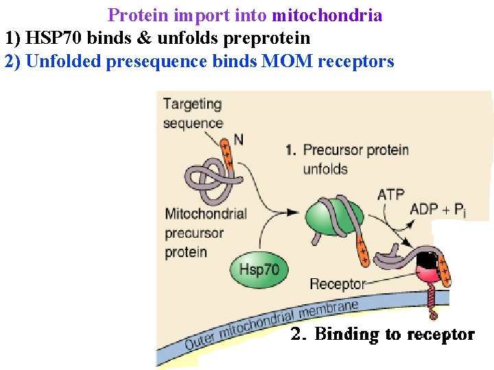 Protein import into mitochondria 1) HSP 70 binds & unfolds preprotein 2) Unfolded presequence