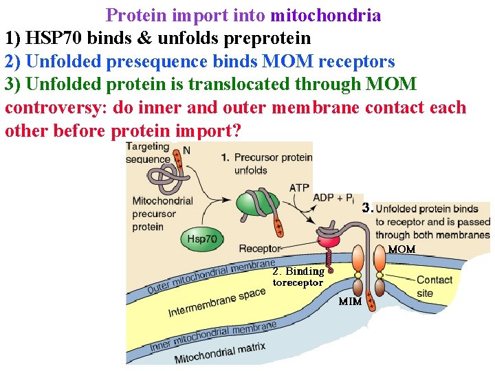 Protein import into mitochondria 1) HSP 70 binds & unfolds preprotein 2) Unfolded presequence