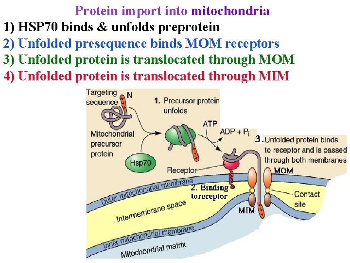 Protein import into mitochondria 1) HSP 70 binds & unfolds preprotein 2) Unfolded presequence