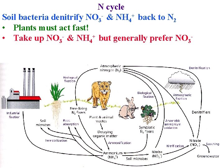 N cycle Soil bacteria denitrify NO 3 - & NH 4+ back to N