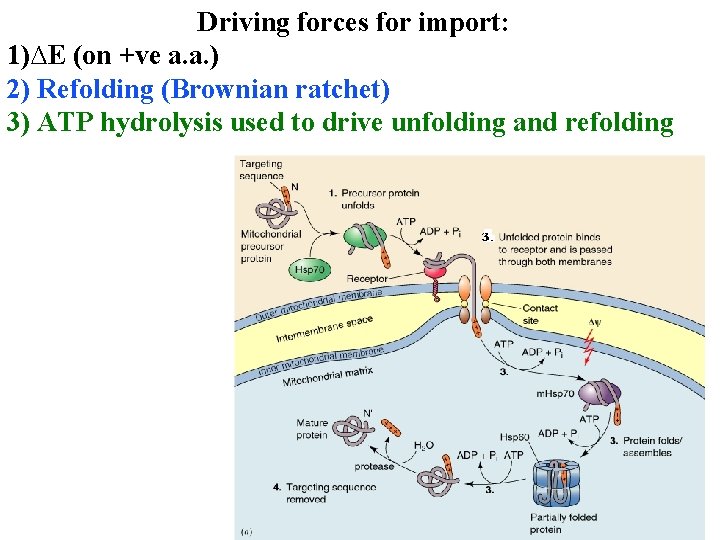 Driving forces for import: 1)∆E (on +ve a. a. ) 2) Refolding (Brownian ratchet)