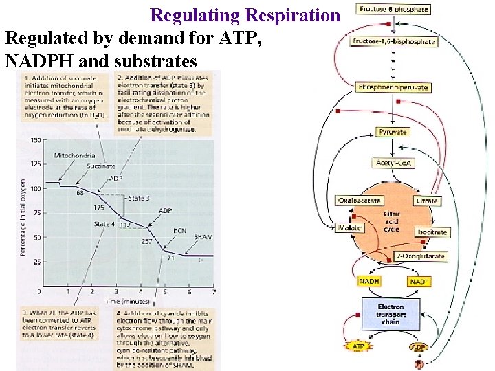 Regulating Respiration Regulated by demand for ATP, NADPH and substrates 