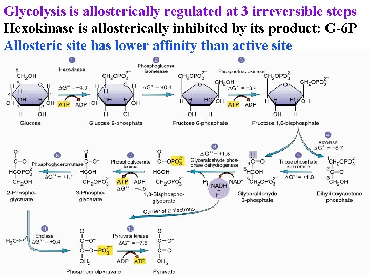 Glycolysis is allosterically regulated at 3 irreversible steps Hexokinase is allosterically inhibited by its