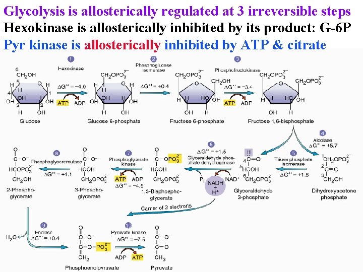 Glycolysis is allosterically regulated at 3 irreversible steps Hexokinase is allosterically inhibited by its