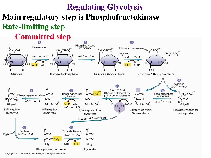 Regulating Glycolysis Main regulatory step is Phosphofructokinase Rate-limiting step Committed step 