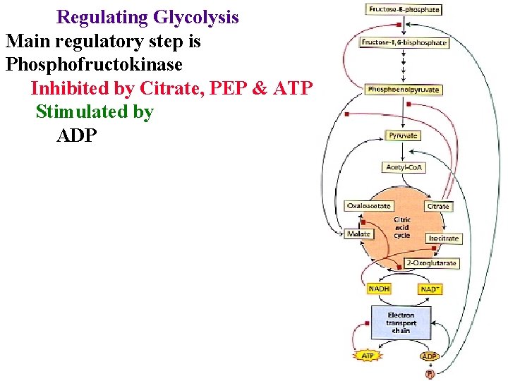 Regulating Glycolysis Main regulatory step is Phosphofructokinase Inhibited by Citrate, PEP & ATP Stimulated