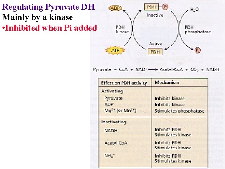 Regulating Pyruvate DH Mainly by a kinase • Inhibited when Pi added 