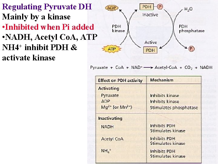 Regulating Pyruvate DH Mainly by a kinase • Inhibited when Pi added • NADH,