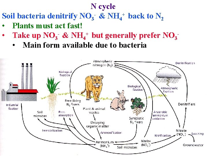 N cycle Soil bacteria denitrify NO 3 - & NH 4+ back to N