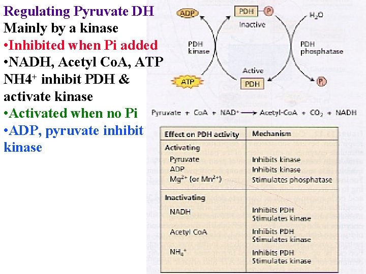 Regulating Pyruvate DH Mainly by a kinase • Inhibited when Pi added • NADH,