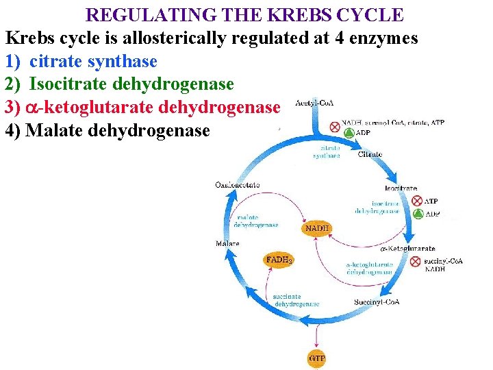 REGULATING THE KREBS CYCLE Krebs cycle is allosterically regulated at 4 enzymes 1) citrate