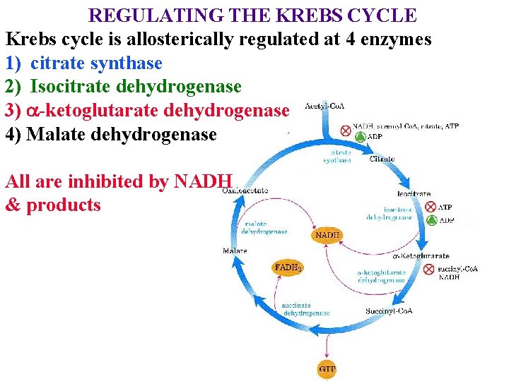 REGULATING THE KREBS CYCLE Krebs cycle is allosterically regulated at 4 enzymes 1) citrate