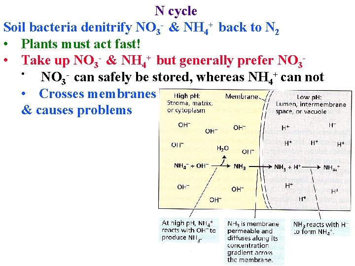 N cycle Soil bacteria denitrify NO 3 - & NH 4+ back to N