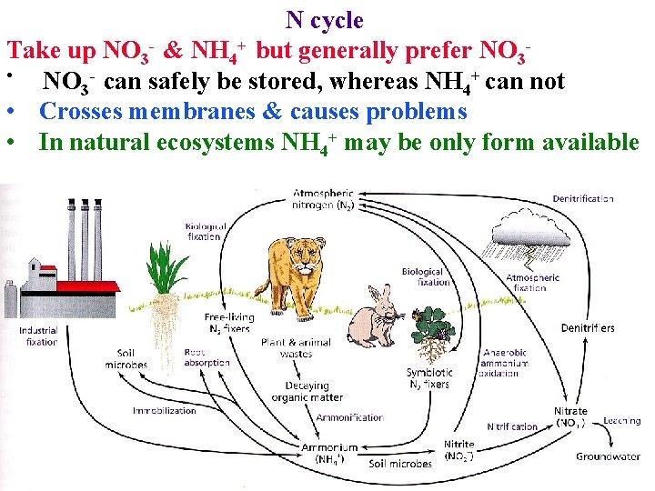 N cycle Take up NO 3 - & NH 4+ but generally prefer NO