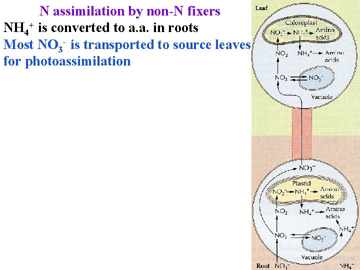 N assimilation by non-N fixers NH 4+ is converted to a. a. in roots