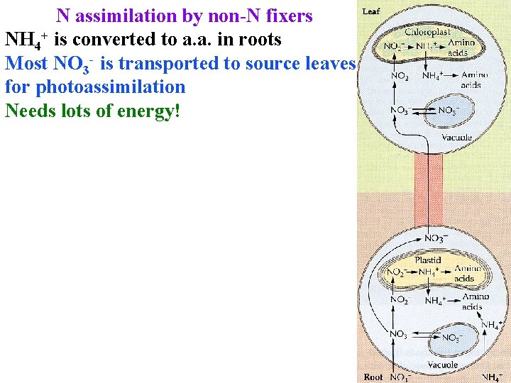 N assimilation by non-N fixers NH 4+ is converted to a. a. in roots