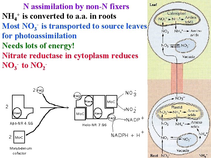 N assimilation by non-N fixers NH 4+ is converted to a. a. in roots