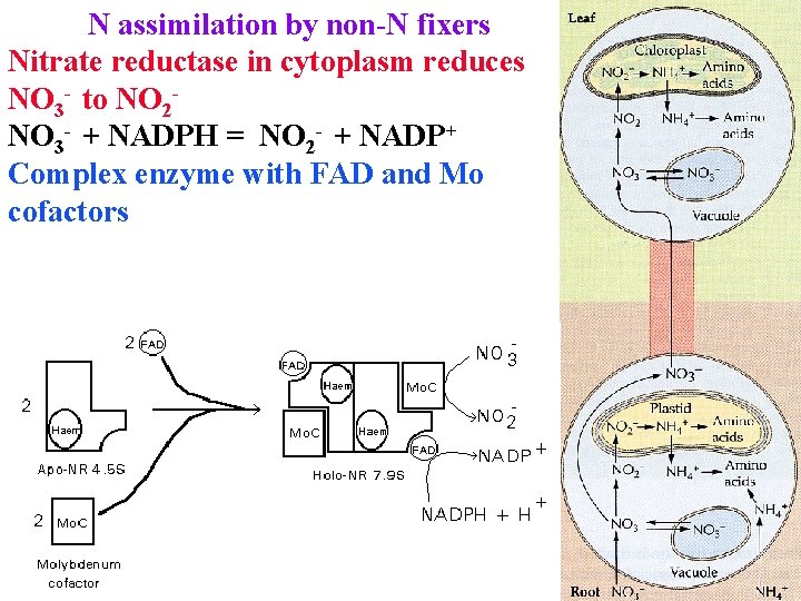 N assimilation by non-N fixers Nitrate reductase in cytoplasm reduces NO 3 - to