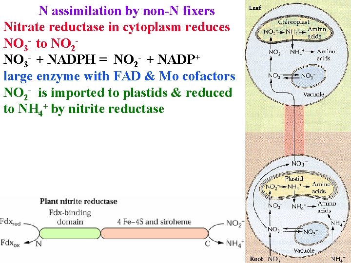 N assimilation by non-N fixers Nitrate reductase in cytoplasm reduces NO 3 - to