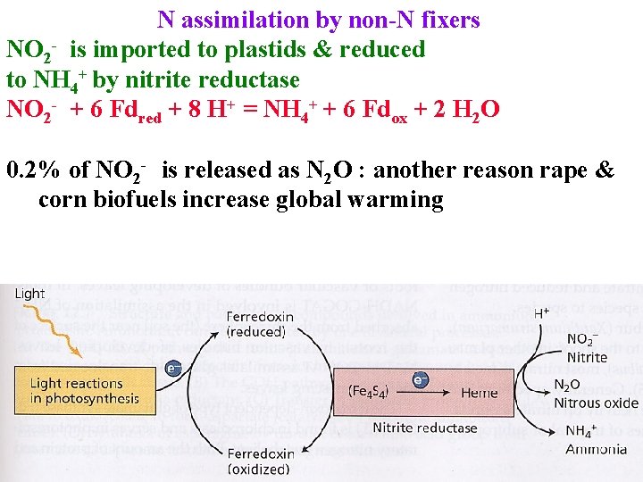 N assimilation by non-N fixers NO 2 - is imported to plastids & reduced