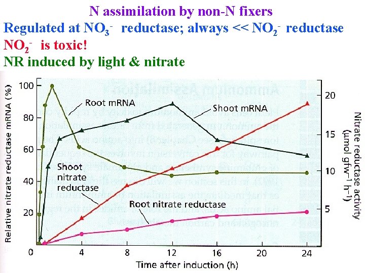 N assimilation by non-N fixers Regulated at NO 3 - reductase; always << NO