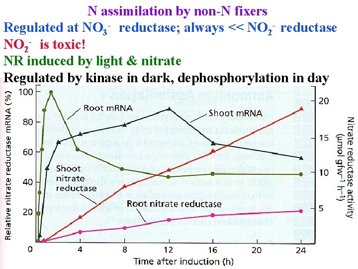 N assimilation by non-N fixers Regulated at NO 3 - reductase; always << NO