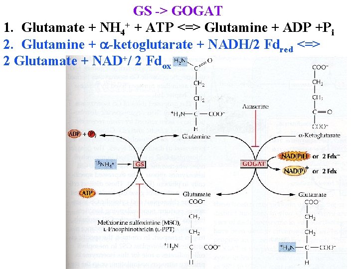 GS -> GOGAT 1. Glutamate + NH 4+ + ATP <=> Glutamine + ADP