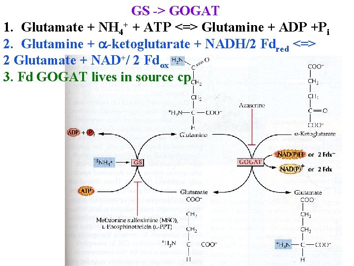 GS -> GOGAT 1. Glutamate + NH 4+ + ATP <=> Glutamine + ADP