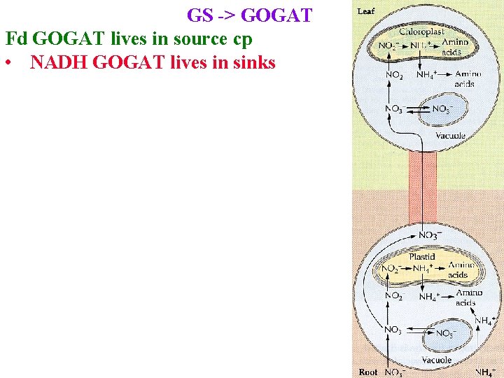 GS -> GOGAT Fd GOGAT lives in source cp • NADH GOGAT lives in