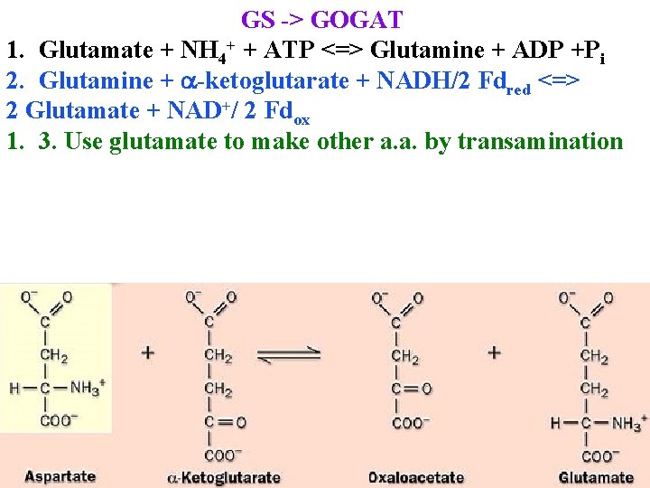 GS -> GOGAT 1. Glutamate + NH 4+ + ATP <=> Glutamine + ADP