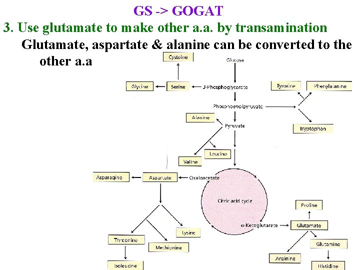 GS -> GOGAT 3. Use glutamate to make other a. a. by transamination Glutamate,