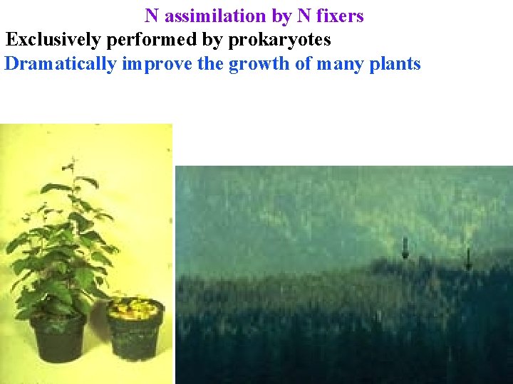 N assimilation by N fixers Exclusively performed by prokaryotes Dramatically improve the growth of