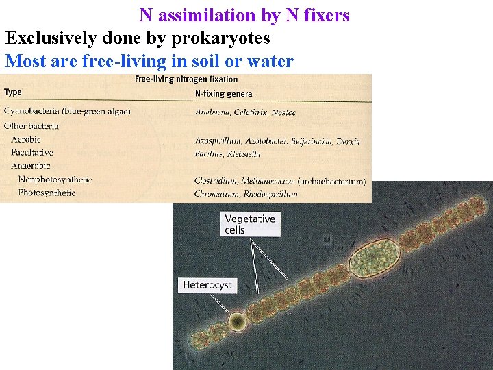 N assimilation by N fixers Exclusively done by prokaryotes Most are free-living in soil