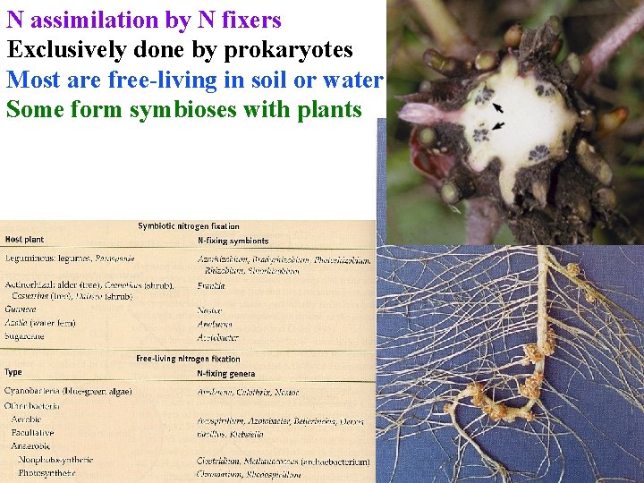 N assimilation by N fixers Exclusively done by prokaryotes Most are free-living in soil