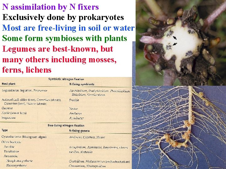 N assimilation by N fixers Exclusively done by prokaryotes Most are free-living in soil