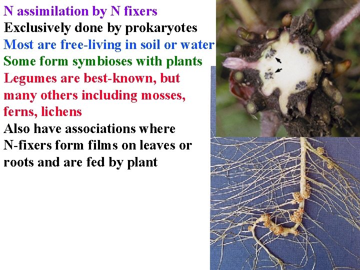 N assimilation by N fixers Exclusively done by prokaryotes Most are free-living in soil