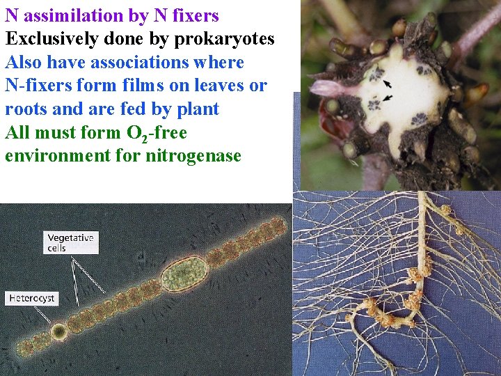 N assimilation by N fixers Exclusively done by prokaryotes Also have associations where N-fixers