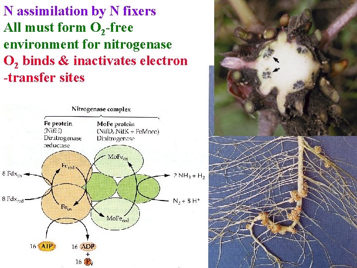 N assimilation by N fixers All must form O 2 -free environment for nitrogenase