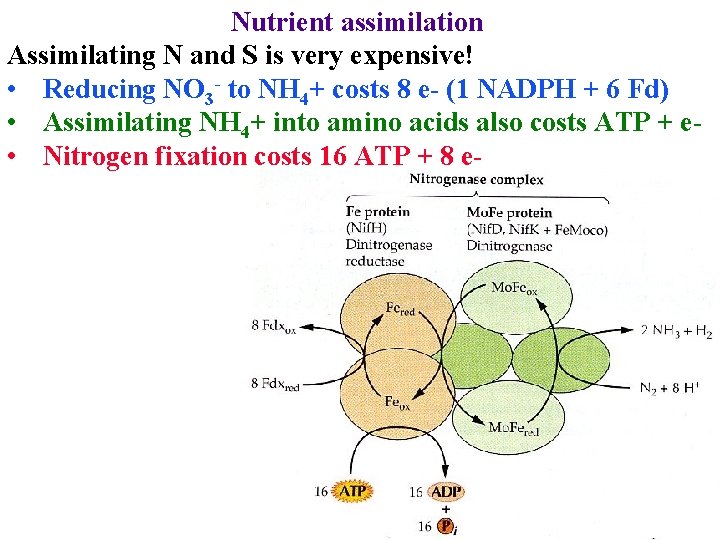 Nutrient assimilation Assimilating N and S is very expensive! • Reducing NO 3 -