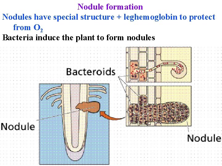 Nodule formation Nodules have special structure + leghemoglobin to protect from O 2 Bacteria
